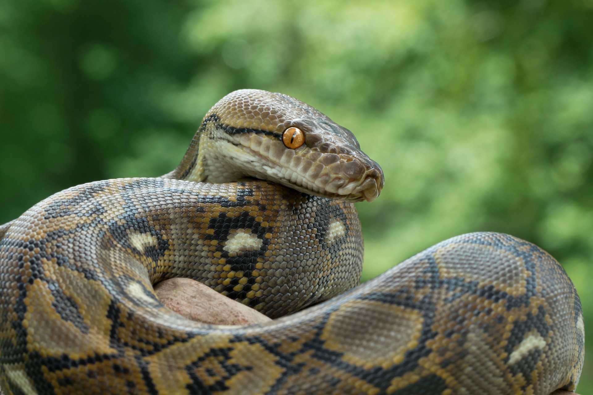 Reticulated Python