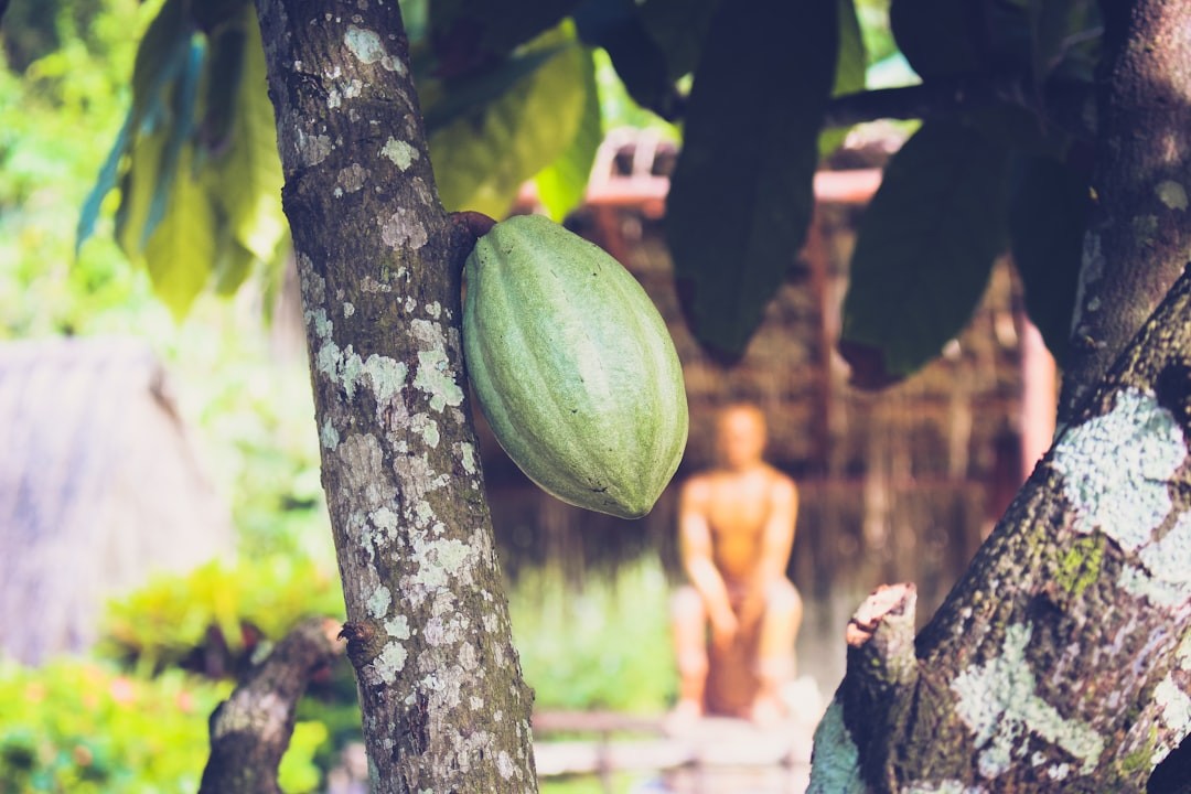 green cacao fruit on tree during daytime
